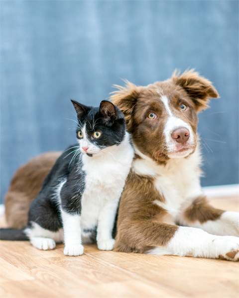 stock image of a brown and white dog and a black and whitecat