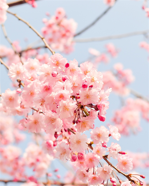 Stock photo of a pink cherry blossom tree.