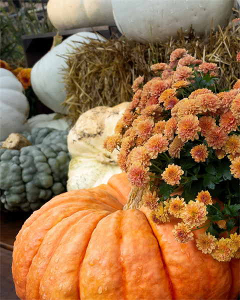 stock image of pumpkins and orange flowers 