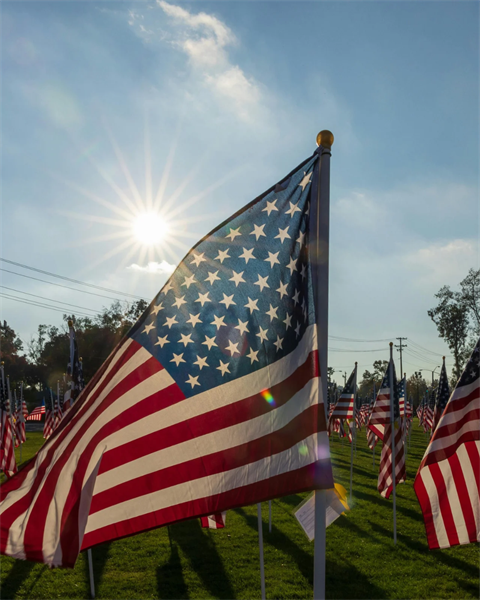 stock image of American flags