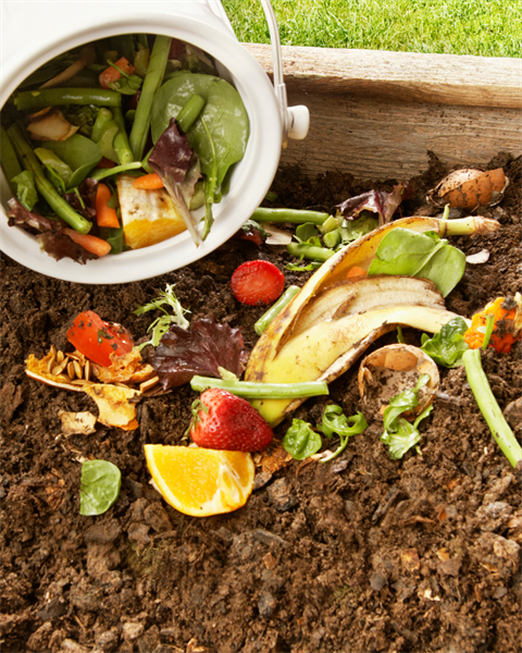 Stock image of a compost bin with fruit and vegetable scraps in soil