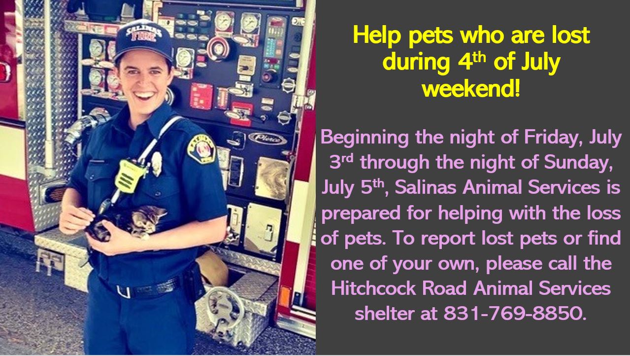 Pets during 4th of July 