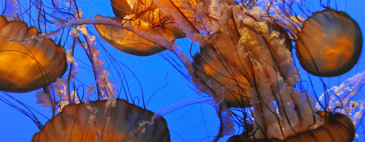 Monterey Bay Aquarium