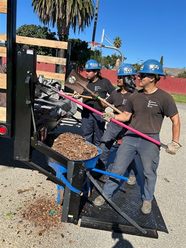 Three California Conservation Core members picking up tools.