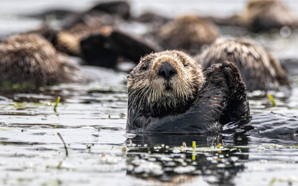 mana5280-axqtlz12jss-unsplash_single_otter_resize_0.jpg