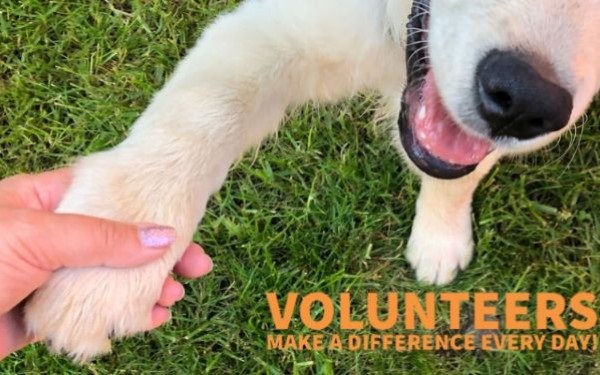 Dog shaking womans hand
